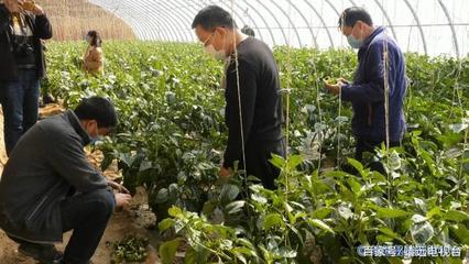 靖遠(yuǎn):“三區(qū)”人才科技服務(wù)助力打贏脫貧攻堅戰(zhàn)