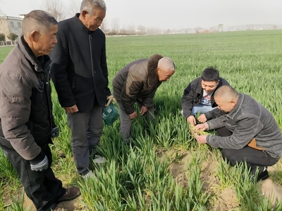蒙城縣許疃鎮(zhèn):科技特派員“送技”到田