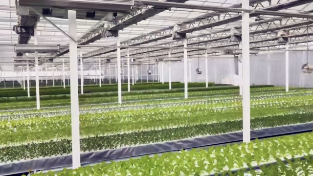 新疆庫車:植物工廠讓農(nóng)民變身“科技農(nóng)人”